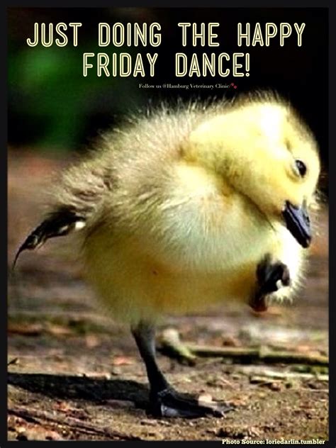 Friday Is Here Happiness Animal Humor Cute Duckling