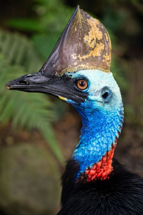 20 Facts About Southern Cassowary Factinformer