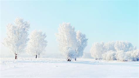 Full Hd Wallpaper Tree Winter Frost Desktop Backgrounds