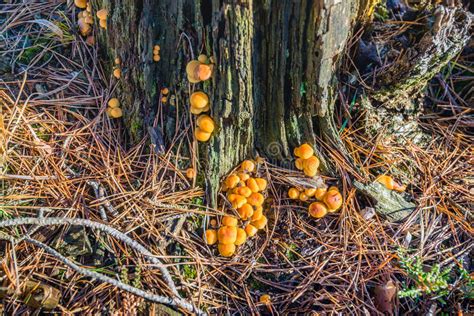 Spherical Orange Mushrooms On The Bark Of A Dying Pine ...