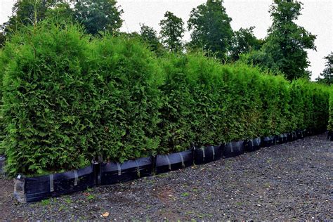 White Cedar Thuja Occidentalis Mature Instant Hedge Practicality Brown