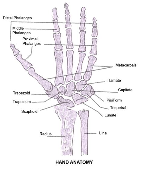 Anatomy Left Hand Tendons Picture
