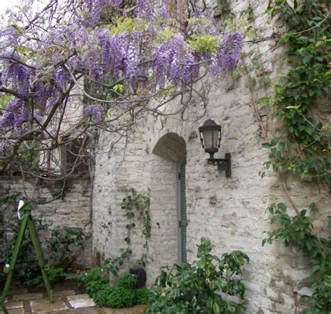 17 Best Images About Wisteria Flower Power On Pinterest Gardens