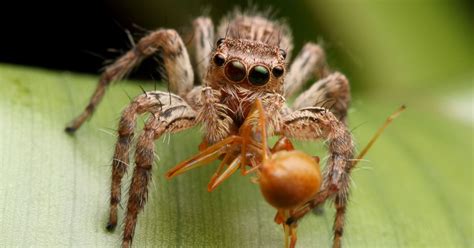 Studying The Stomach Contents Of Spiders Shows How They Help Control