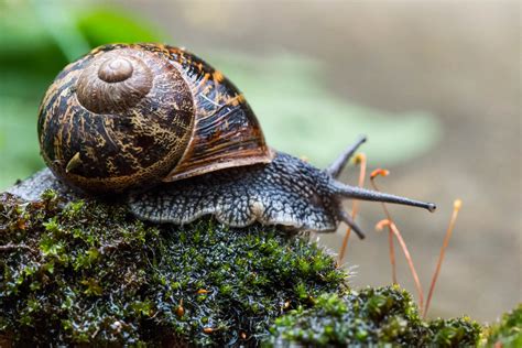 The Garden Snail Cornu Aspersum Photography By Mark Seton