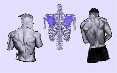 Download Male Torso Anatomy Back Muscles Drawing Reference Background