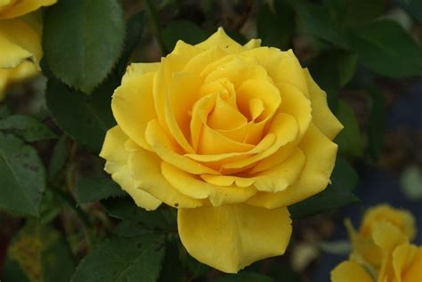 Heike Ludwigs Roses