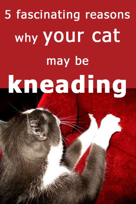 Why Do Cats Knead Thecatsite