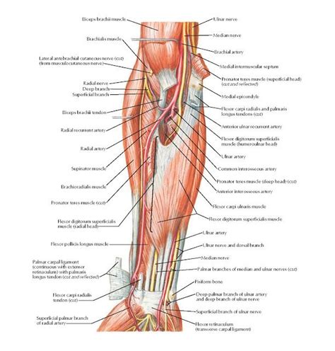 Muscles Of Forearm Intermediate Layer Anterior View Anatomy Ulnar Nerve Median Nerve