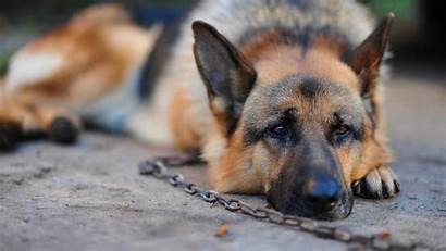 German Shepherd Dog Chain Stay Wallpapertag