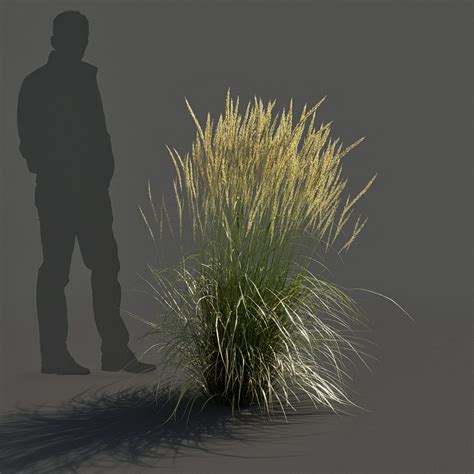 Feather Reed Grass 3d Model Gamma 22