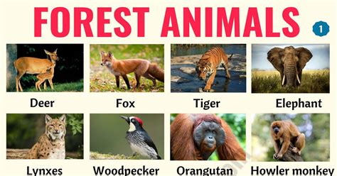 Forest Animals List Of Animals That Live In The Forest