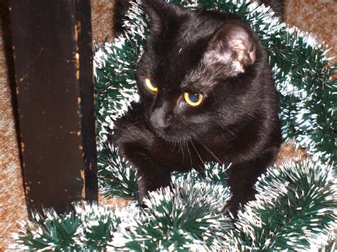 Black Cat Christmas Wallpaper Wallpapersafari