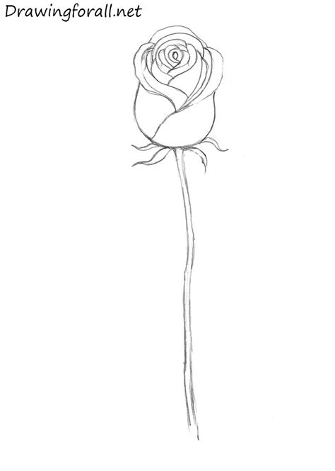 How to Draw a Rose
