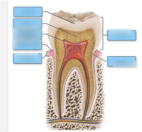 Tooth Diagram Quizlet