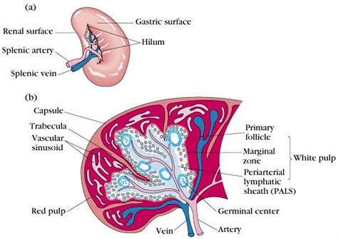 Spleen Location And Function Symptoms Of Enlarged And Ruptured Spleen