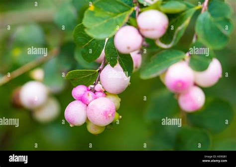 Symphoricarpos Albus Common Snowberry Plant With Pink Berries Growing