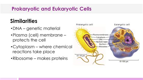 Maybe you would like to learn more about one of these? PROKARYOTIC AND EUKARYOTIC CELLS LESSON PLAN - A COMPLETE ...