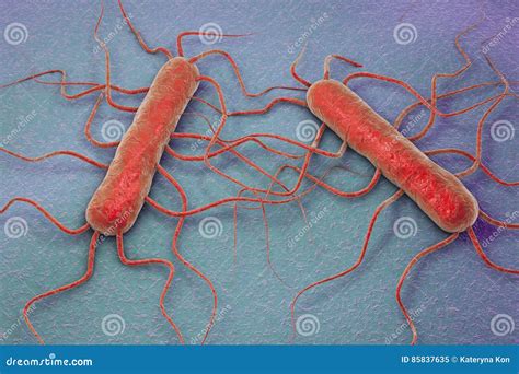 Bakterien Listeria Monocytogenes Stock Abbildung Illustration Von