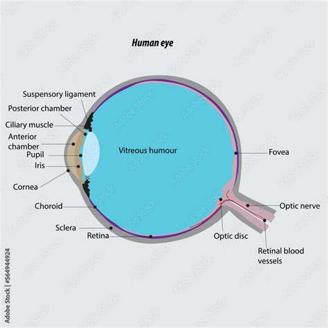 Parts Of The Human Eye Eye Anatomy Human Eye Cross Section