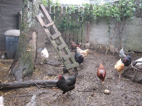 Cool How Big Of A Chicken Coop Do I Need For 40 Chickens ~ Pet Lovers