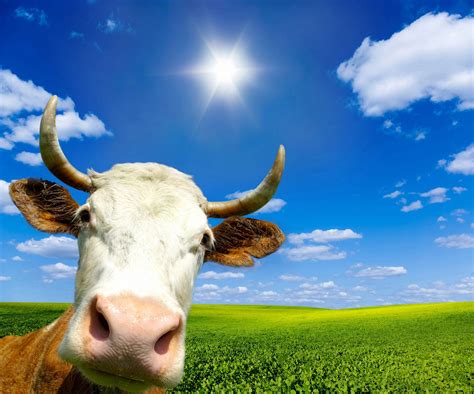 Cow Wall Papers Carrotapp