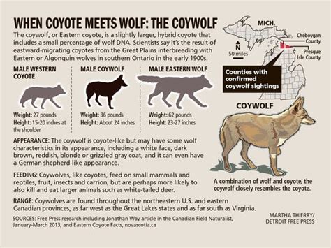 Michigans Misunderstood Coywolves