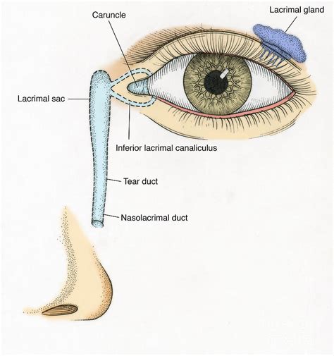 Illustration Of Tear Duct Photograph By Science Source Pixels