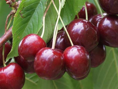 Stella Sweet Cherry Is A Self Pollinating Cherry Fruit Tree Growing