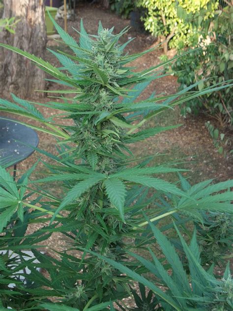 Original Sensible Seeds Purple Haze Auto grow journal week8 by