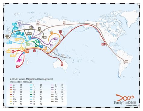 Haplogroup Chart