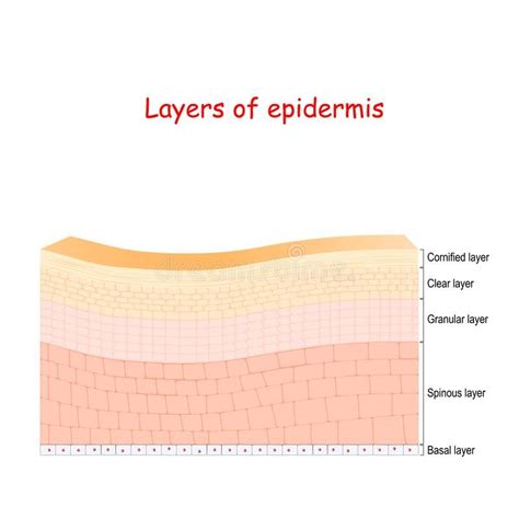 Epidermis Cell Structure Of Layers Stock Illustration Medical Posters