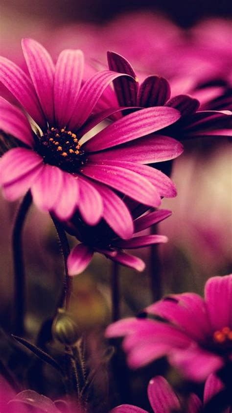 Free Download Flower Samsung Galaxy S5 Wallpapers Part 12 1440x2560