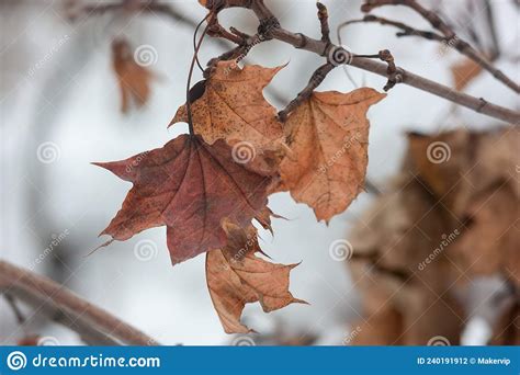 Dry Brown Maple Leaves On A Branch On A Blurred Background Close Up