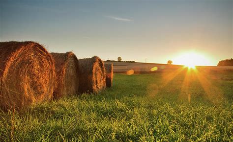 Line Of Hay Bales At Sunset By Verity E Milligan
