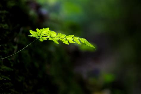 3840x2160 Resolution Shallow Depth Of Field Photo Of Green Even
