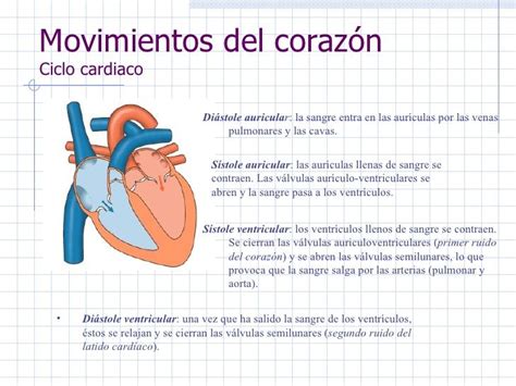 The Heart Is Shown In Spanish And Has Two Valves One At The Center Of