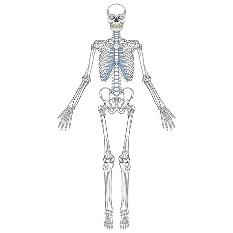 Vista Frontal Del Esqueleto Humano Vector En Vecteezy