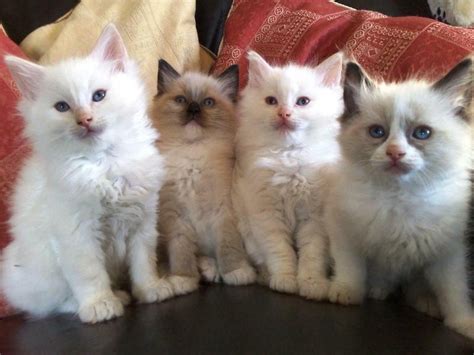 Beautiful Ragdoll Kittens For Adoption For Sale Adoption