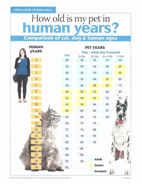 Cats Age In Human Years Chart 13 In Cat Years Cute Cats Unimog