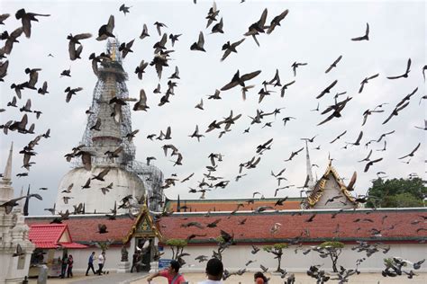 Maybe you would like to learn more about one of these? Berhenti Beri Makanan Kepada Burung Merpati | News | Rojak ...