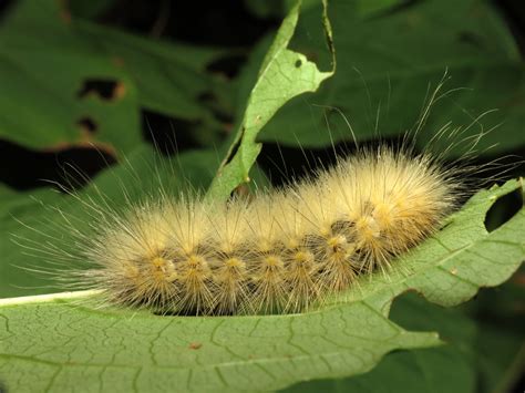 Fuzzy Caterpillar Poisonous
