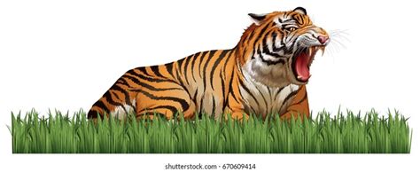 Wild Tiger Roars Field Illustration Stock Vector Royalty Free