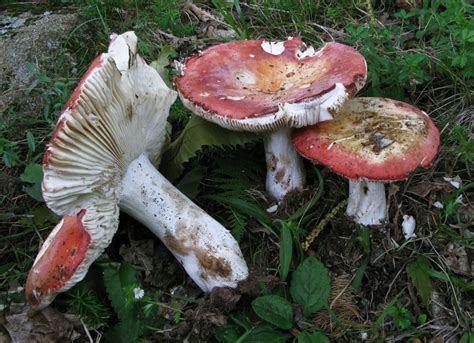 Commestibilità e tossicità è considerato un ottimo commestibile, in alcune zone d'italia, quali ad esempio la toscana dove. Russula melliolens - Funghi Commestibili - Funghi in ...
