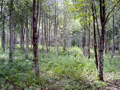 Pokok gaharu (aquilaria malaccensis) merupakan sejenis pokok yang hidup subur di hutan tropika dan telah dimanfaatkan oleh masyarakat dunia sejak zaman dahulu lagi. Cabang pohon karet image - electric wheelchairs images ...
