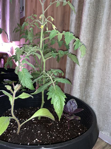 Cultivated in tennessee by ruby arnold. Juliet tomatoes, purple basil & borage. All organic and companion plants. (Brought them inside ...