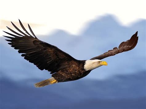 Jika sobat wikicau perhatikan, maka elang jawa ini sangat mirip dengan lambang negara kita, burung garuda, iya 'kan? Harga Burung Elang dan Sikatan Saat Ini Jelang 2019 ...