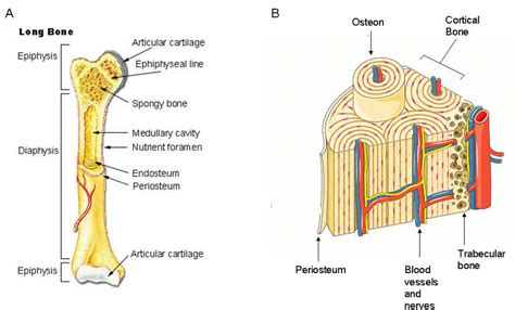 The diaphysis and the epiphysis. 1 Structure and components of long bone. (A) Long bones ...
