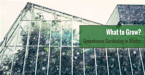 Greenhouse Gardening In Winter What Plants To Grow In The Cold Season