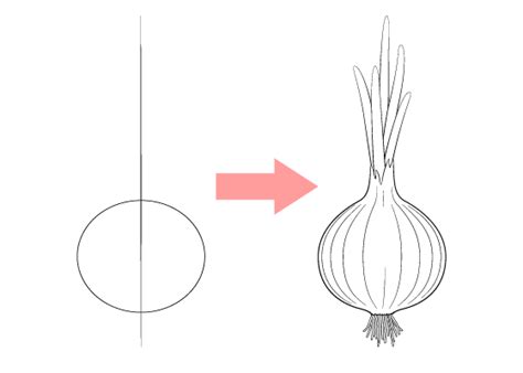 How To Draw An Onion Step By Step Tutorial Easydrawingtips